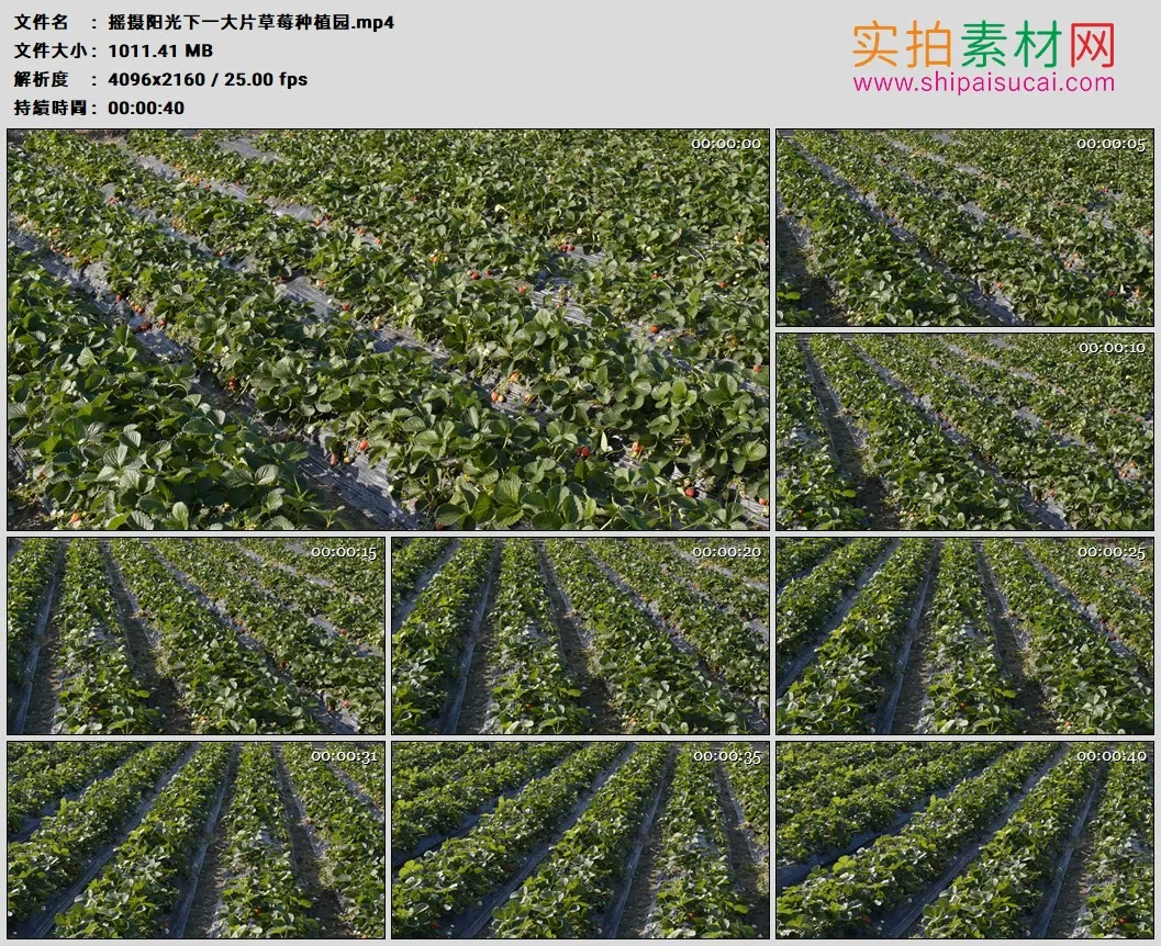 4K高清实拍视频素材丨摇摄阳光下一大片草莓种植园