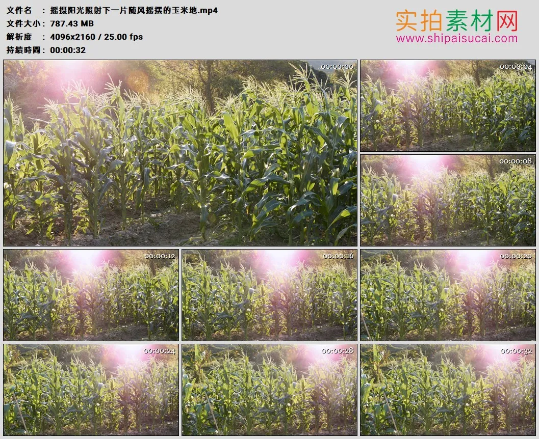 4K高清实拍视频素材丨摇摄阳光照射下一片随风摇摆的玉米地