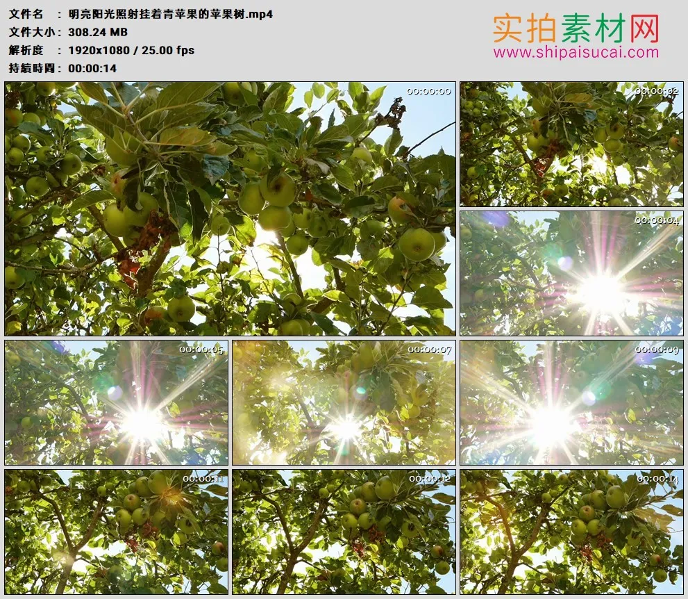 高清实拍视频素材丨明亮阳光照射挂着青苹果的苹果树