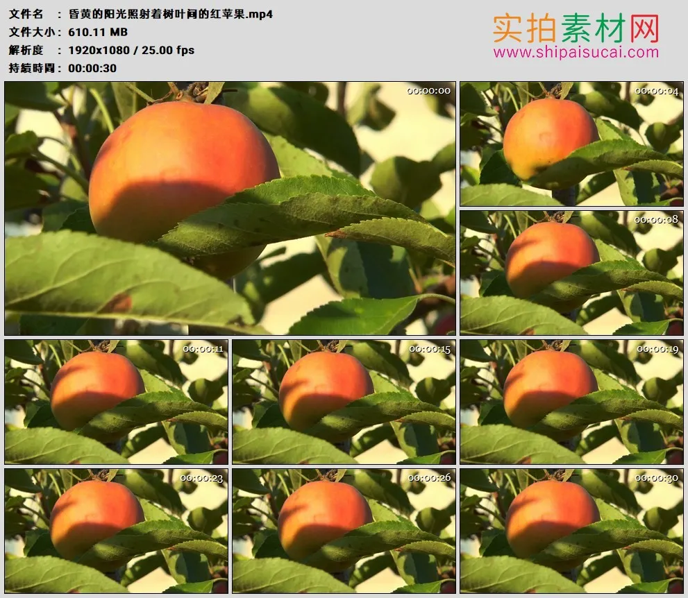 高清实拍视频素材丨昏黄的阳光照射着树叶间的红苹果