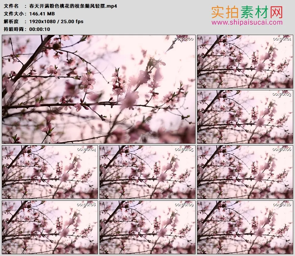 高清实拍视频素材丨春天开满粉色桃花的枝条随风轻摆
