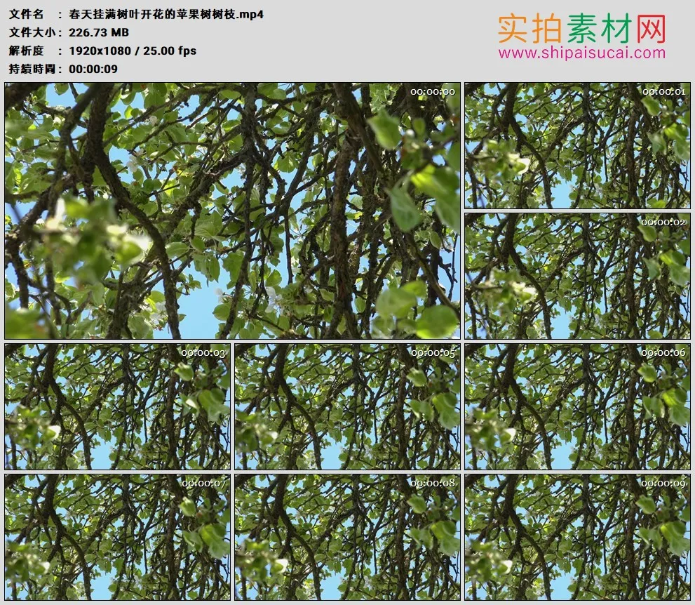 高清实拍视频素材丨春天挂满树叶开花的苹果树树枝