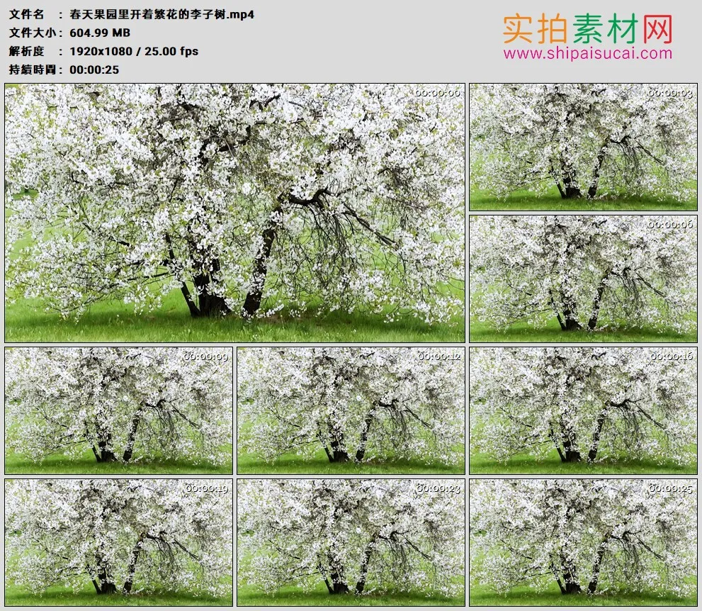 高清实拍视频素材丨春天果园里开着繁花的李子树