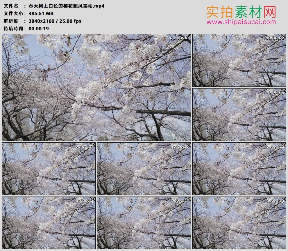 4K高清实拍视频素材丨春天树上白色的樱花随风摆动
