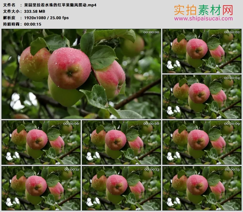 高清实拍视频素材丨果园里挂着水珠的红苹果随风摆动