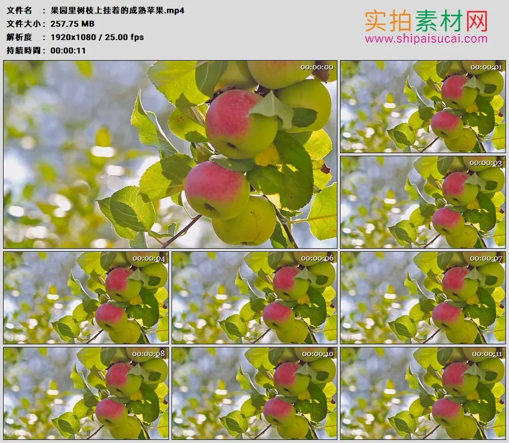 高清实拍视频素材丨果园里树枝上挂着的成熟苹果