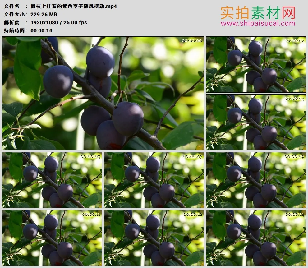 高清实拍视频素材丨树枝上挂着的紫色李子随风摆动