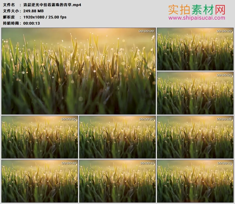 高清实拍视频素材丨清晨逆光中挂着露珠的青草