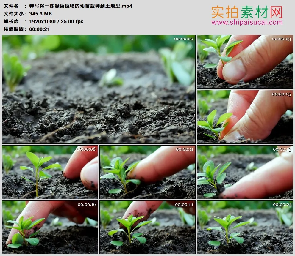 高清实拍视频素材丨特写将一株绿色植物的幼苗栽种到土地里
