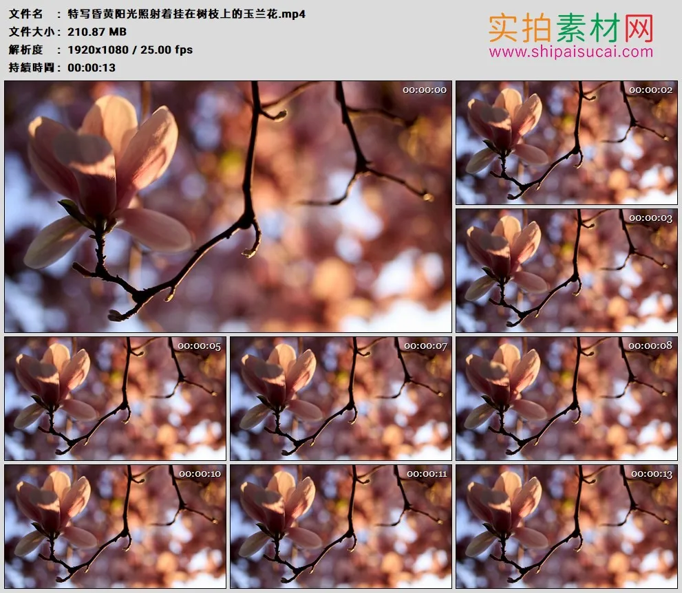 高清实拍视频素材丨特写昏黄阳光照射着挂在树枝上的玉兰花
