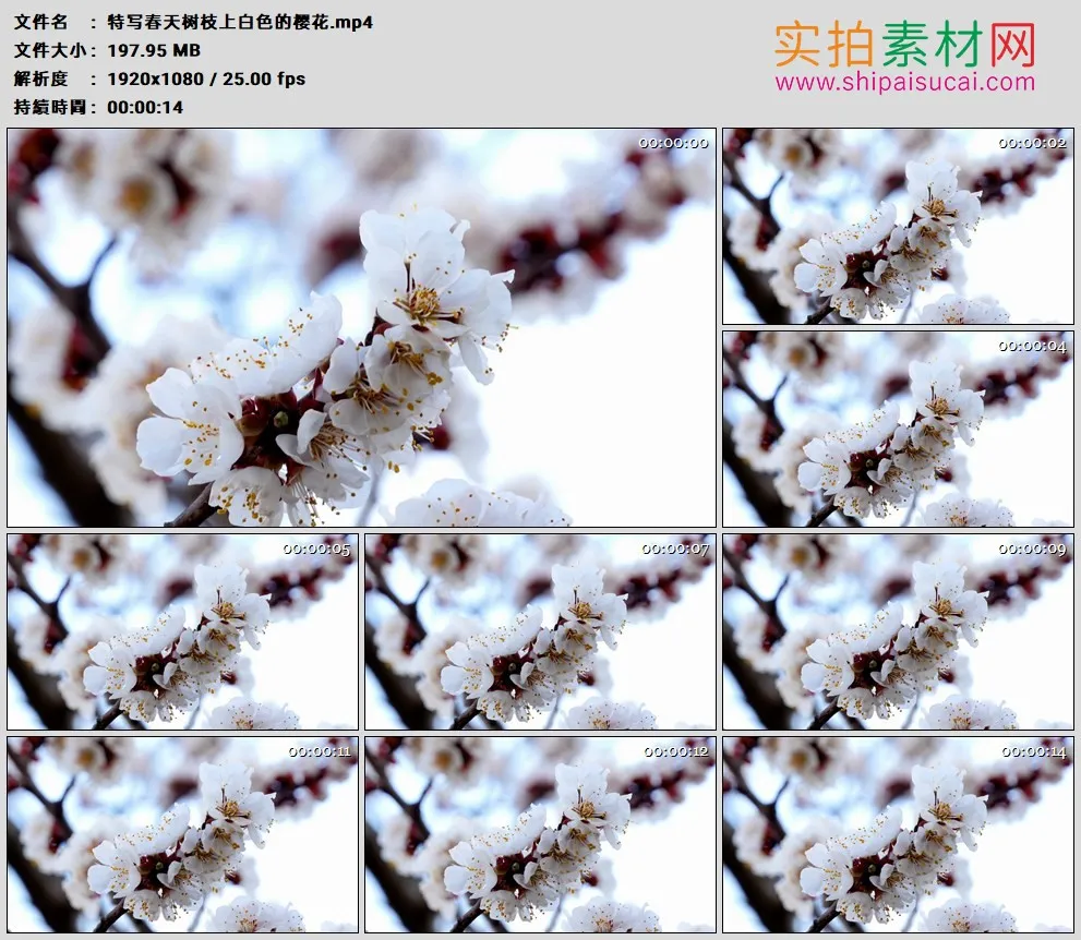 高清实拍视频素材丨特写春天树枝上白色的樱花