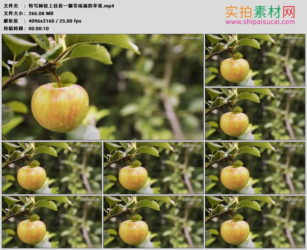 4K高清实拍视频素材丨特写树枝上挂着一颗带雨滴的苹果