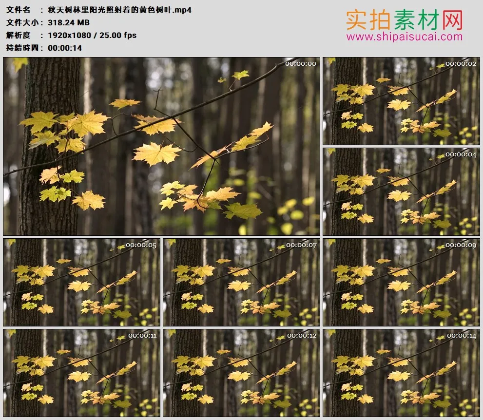 高清实拍视频素材丨秋天树林里阳光照射着的黄色树叶