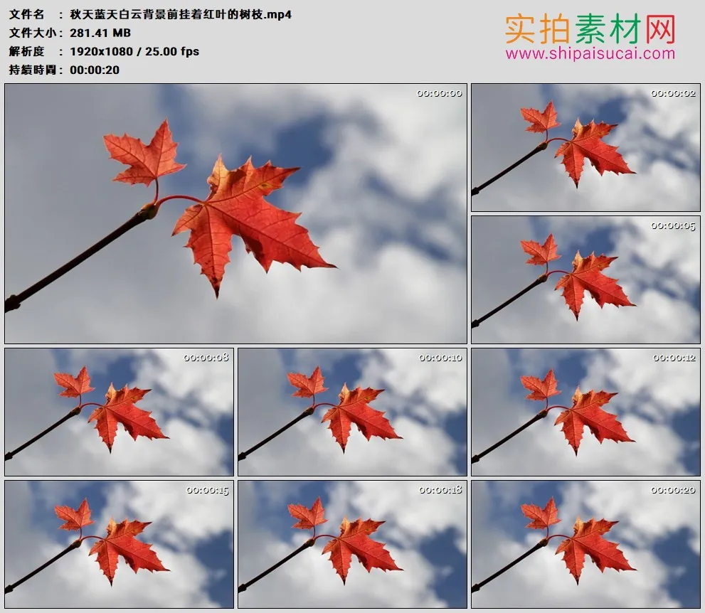 高清实拍视频素材丨秋天蓝天白云背景前挂着红叶的树枝