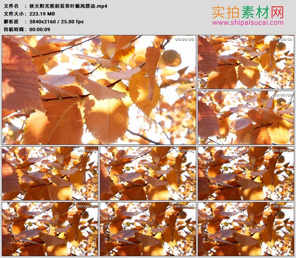 4K高清实拍视频素材丨秋天阳光照射着黄叶随风摆动