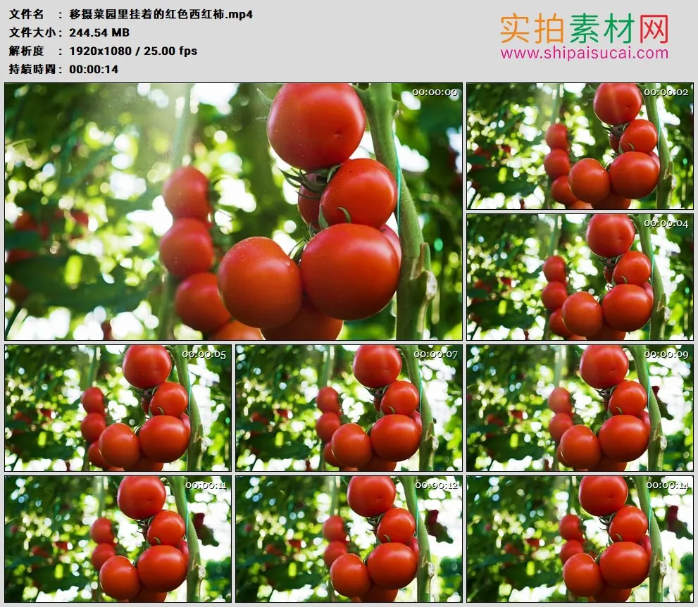 高清实拍视频素材丨移摄菜园里挂着的红色西红柿