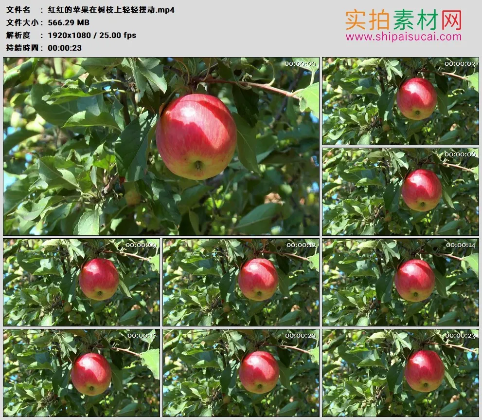 高清实拍视频素材丨红红的苹果在树枝上轻轻摆动