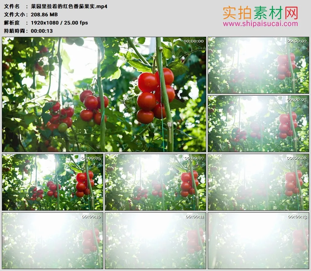 高清实拍视频素材丨明亮阳光照射着菜园里番茄树上的红色果实
