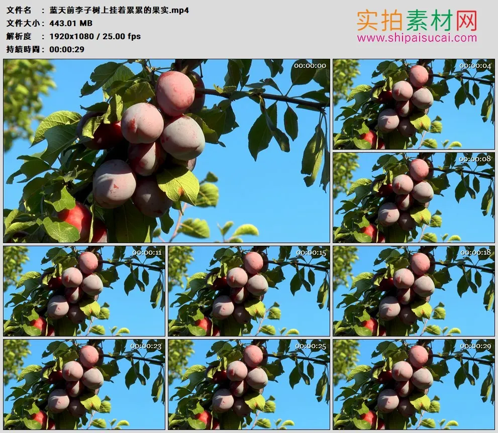 高清实拍视频素材丨蓝天前李子树上挂着累累的果实