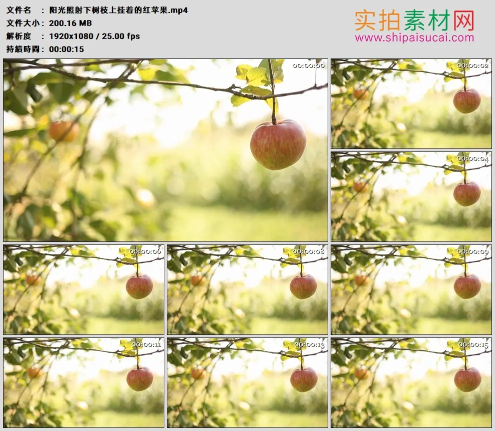 高清实拍视频素材丨阳光照射下树枝上挂着的红苹果