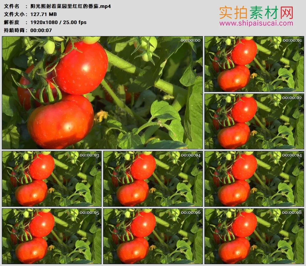 高清实拍视频素材丨阳光照射着菜园里红红的番茄