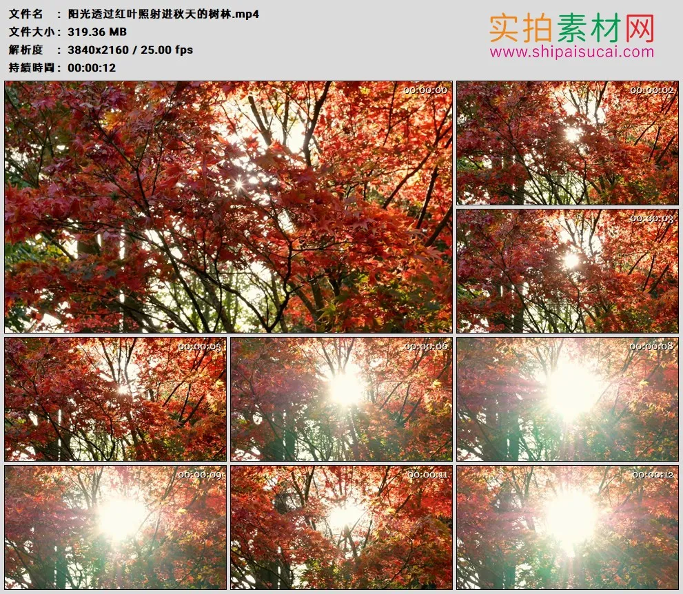 4K高清实拍视频素材丨阳光透过红叶照射进秋天的树林