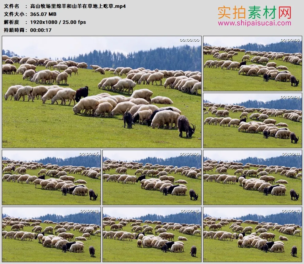 高清实拍视频素材丨高山牧场里绵羊和山羊在草地上吃草