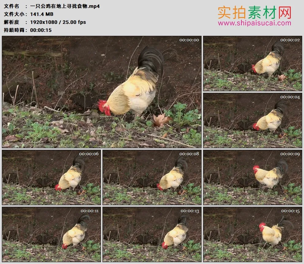 高清实拍视频素材丨一只公鸡在地上寻找食物