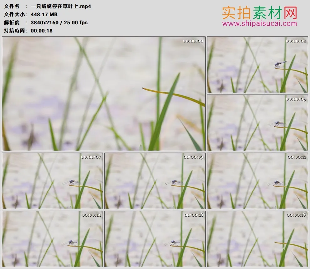 4K高清实拍视频素材丨一只蜻蜓停在草叶上
