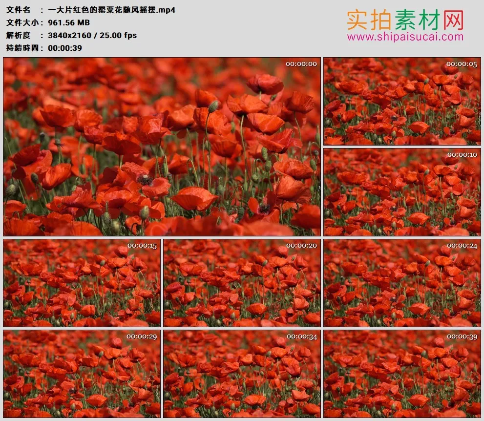 4K高清实拍视频素材丨一大片红色的罂粟花随风摇摆