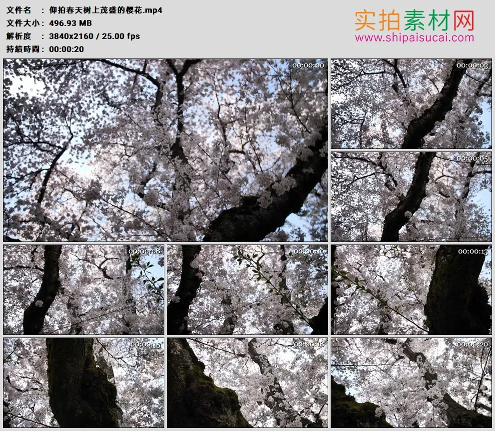 4K高清实拍视频素材丨仰拍春天树上茂盛的樱花
