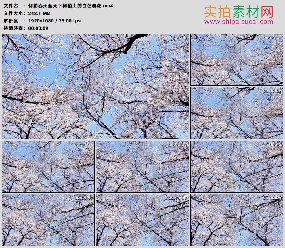 高清实拍视频素材丨仰拍春天蓝天下树梢上的白色樱花