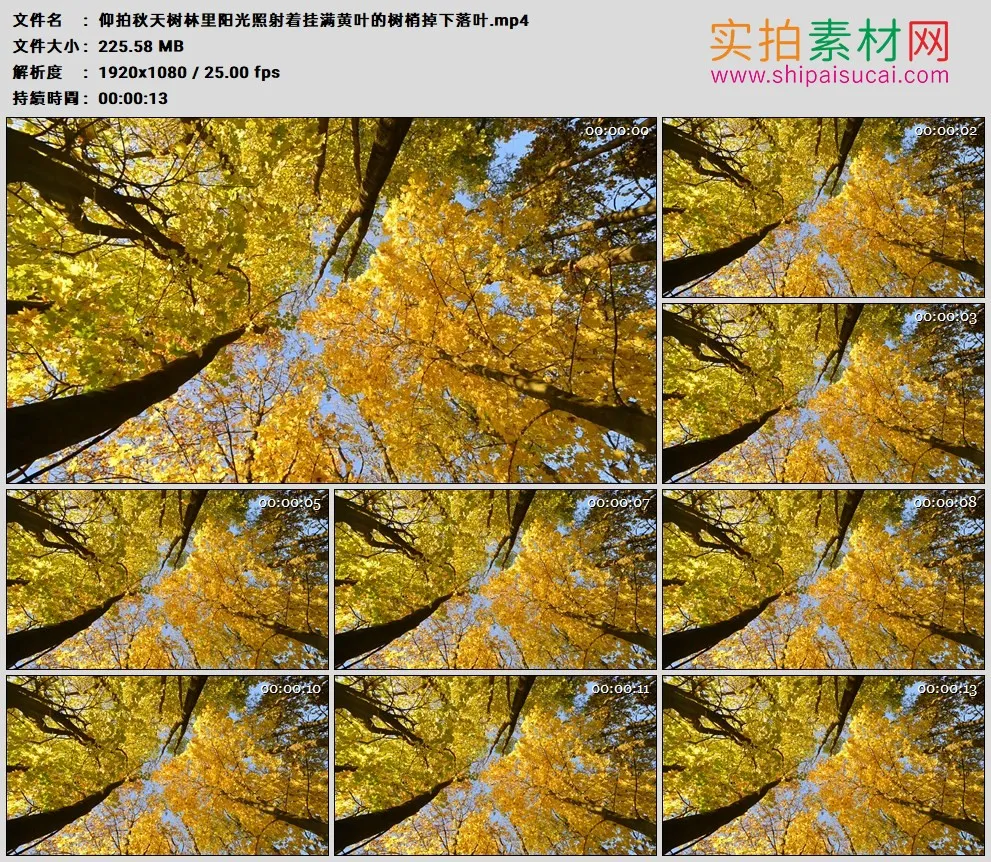高清实拍视频素材丨仰拍秋天树林里阳光照射着挂满黄叶的树梢掉下落叶