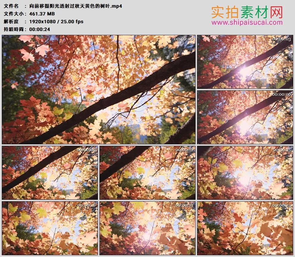 高清实拍视频素材丨向前移摄阳光透射过秋天黄色的树叶