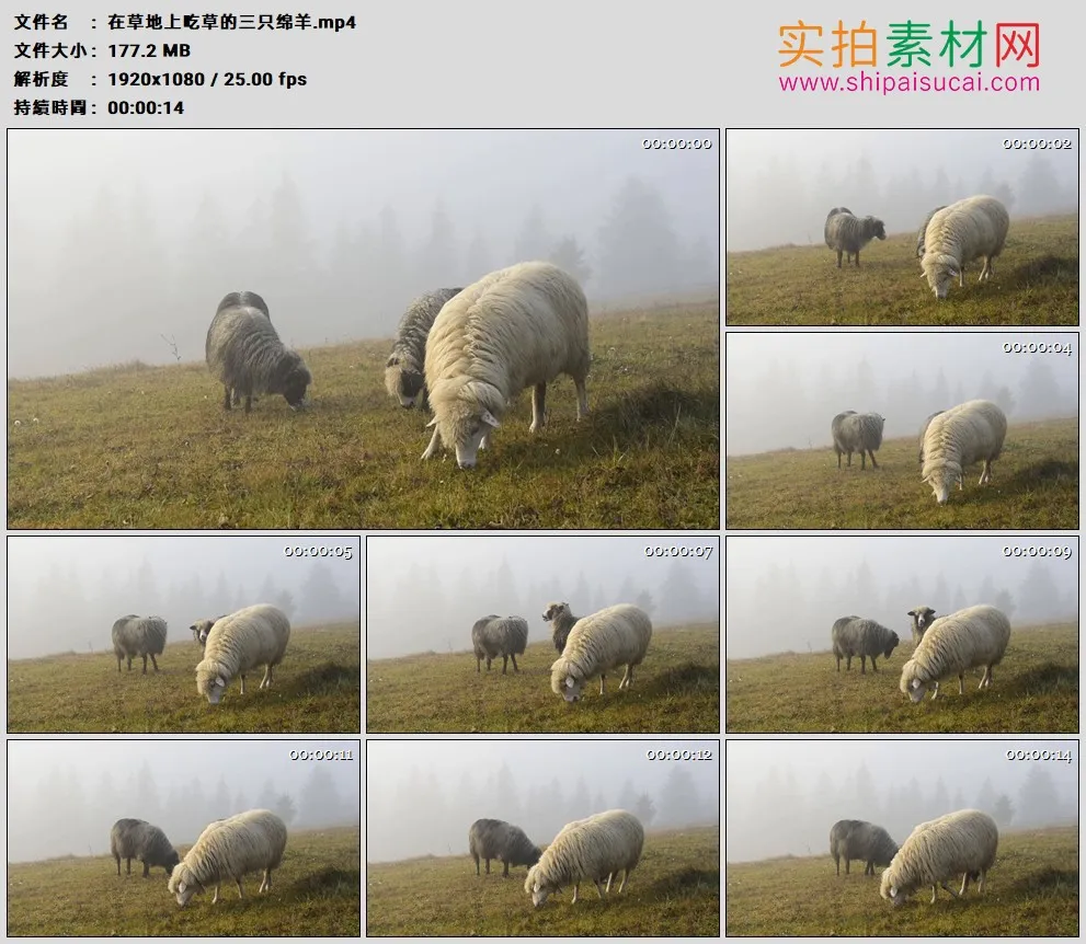 高清实拍视频素材丨在草地上吃草的三只绵羊