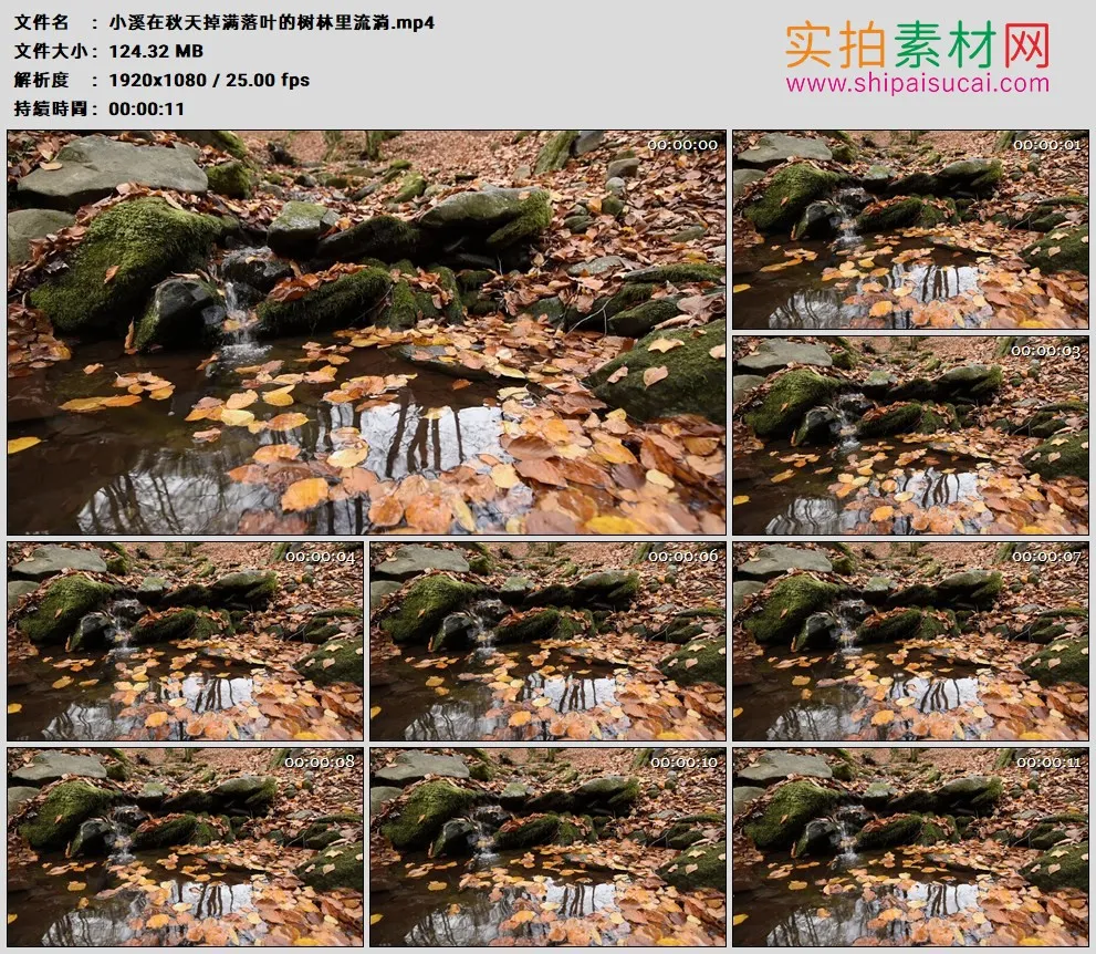 高清实拍视频素材丨小溪在秋天掉满落叶的树林里流淌