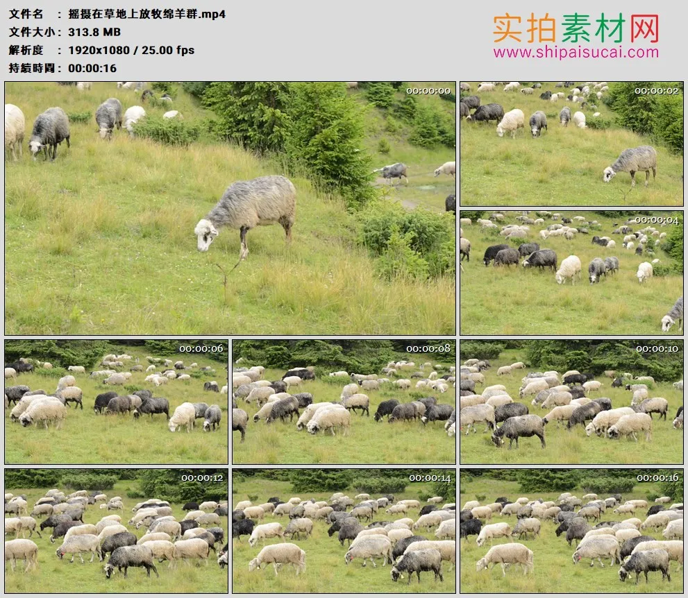 高清实拍视频素材丨摇摄在草地上放牧绵羊群