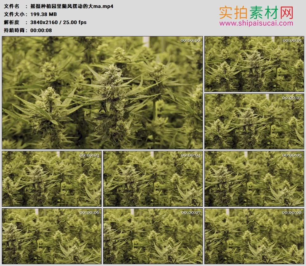 4K高清实拍视频素材丨摇摄种植园里随风摆动的大麻