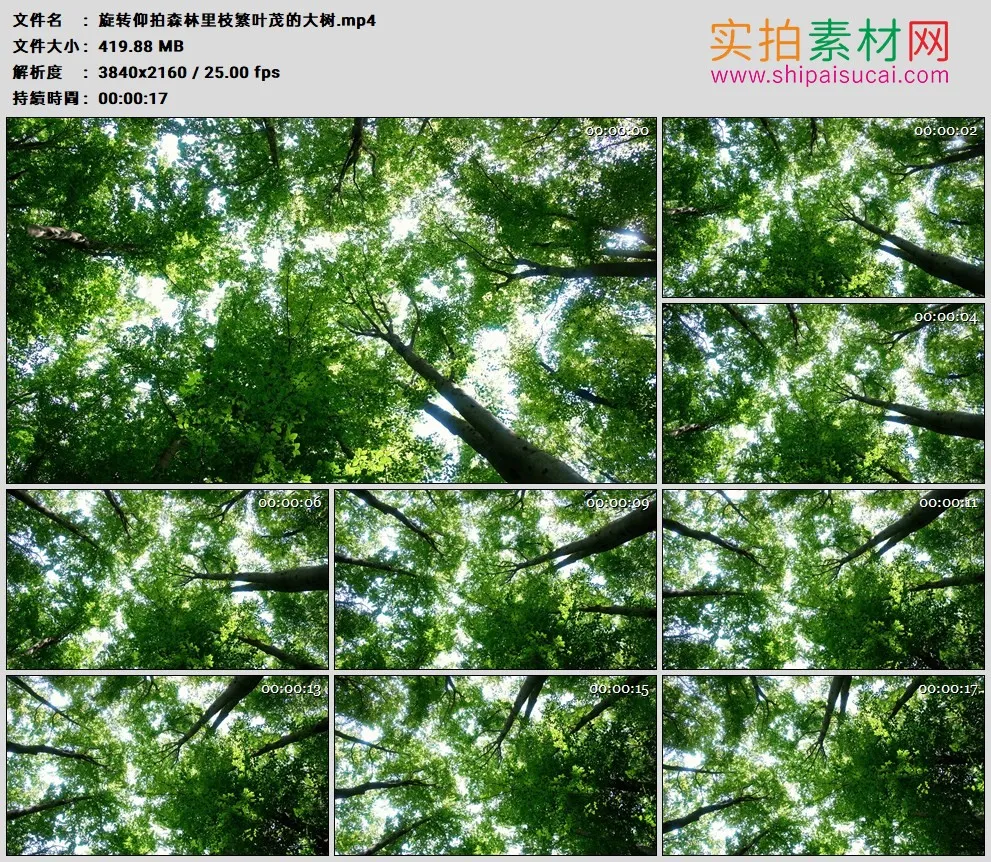 4K高清实拍视频素材丨旋转仰拍森林里枝繁叶茂的大树