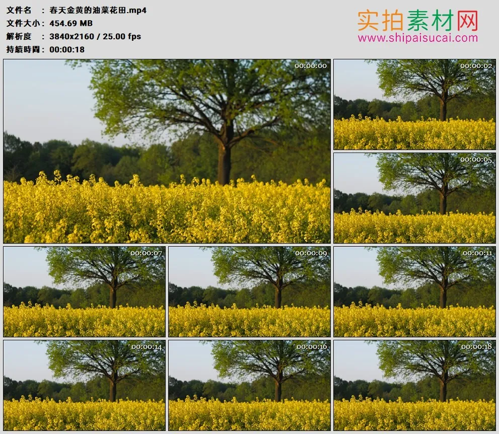 4K高清实拍视频素材丨春天金黄的油菜花田