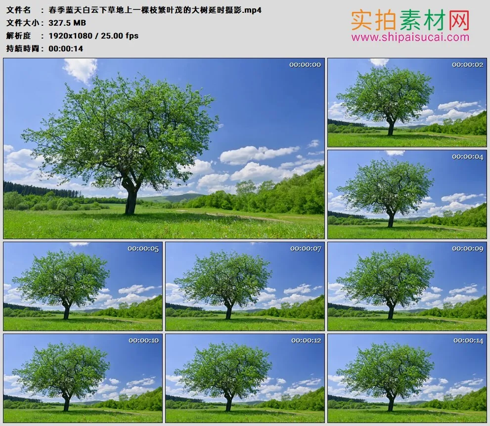高清实拍视频素材丨春季蓝天白云下草地上一棵枝繁叶茂的大树延时摄影