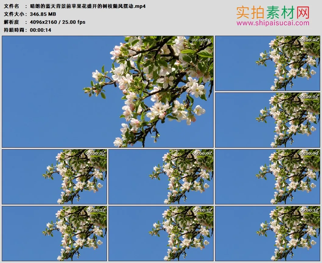 4K高清实拍视频素材丨晴朗的蓝天背景前苹果花盛开的树枝随风摆动
