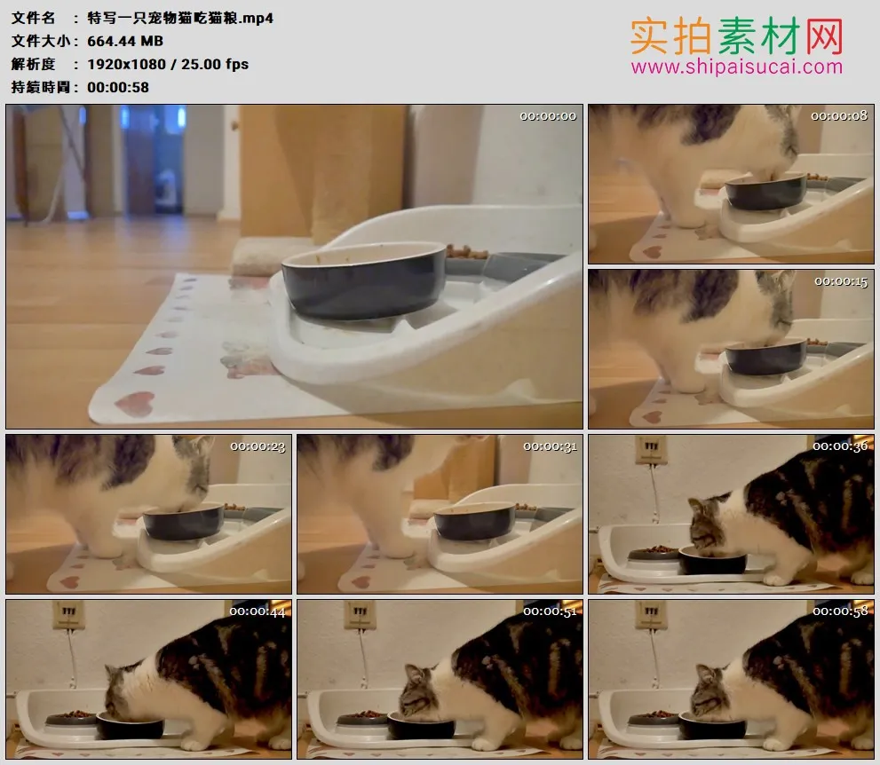 高清实拍视频素材丨特写一只宠物猫吃猫粮