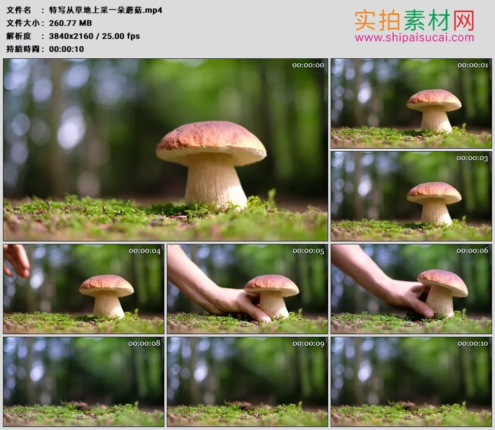 4K高清实拍视频素材丨特写从草地上采一朵蘑菇