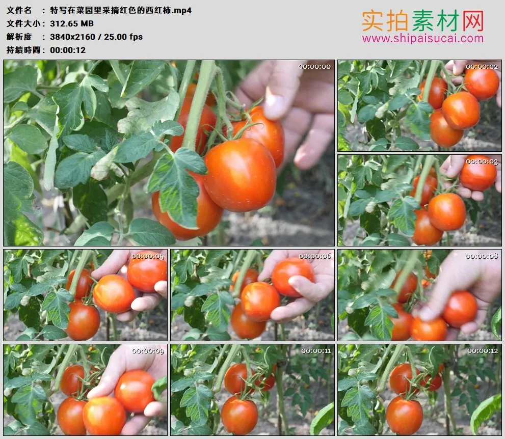4K高清实拍视频素材丨特写在菜园里采摘红色的西红柿