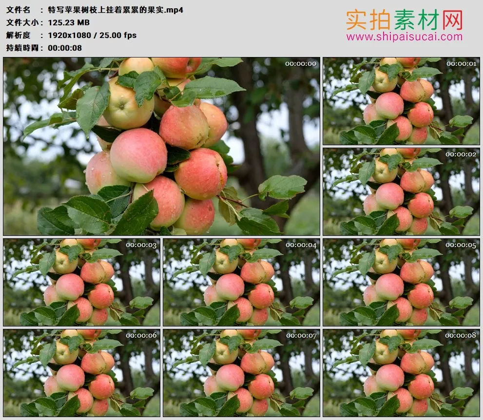 高清实拍视频素材丨特写苹果树枝上挂着累累的果实
