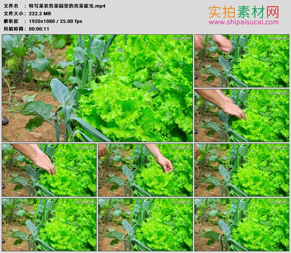 高清实拍视频素材丨特写菜农给菜园里的青菜捉虫