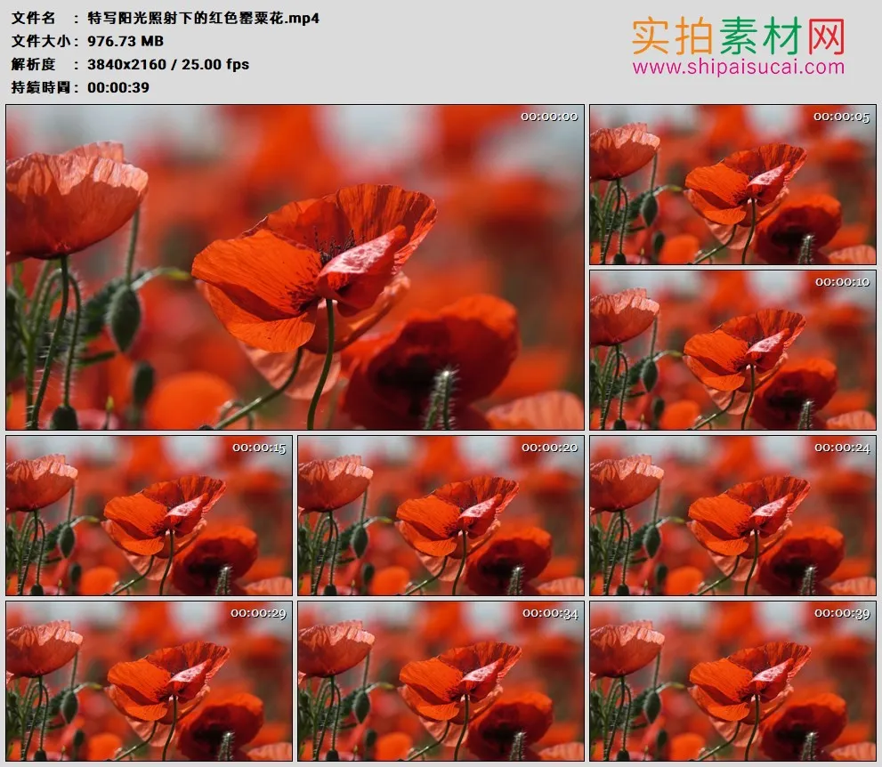 4K高清实拍视频素材丨特写阳光照射下的红色罂粟花