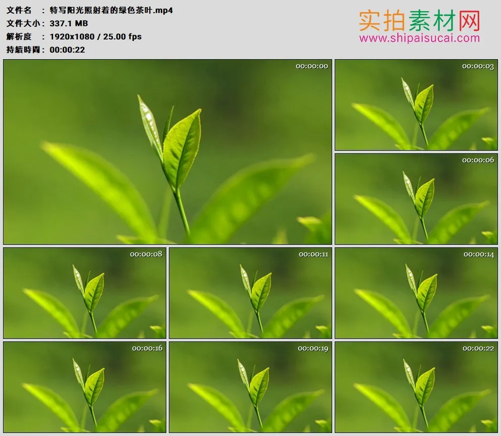 高清实拍视频素材丨特写阳光照射着的绿色茶叶