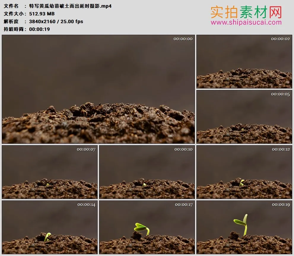 4K高清实拍视频素材丨特写黄瓜幼苗破土而出延时摄影
